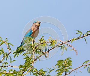 Indian Roller perched alert, surveying the suroundings.