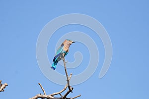 Indian roller perched on a branch