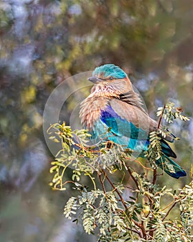 A Indian Roller