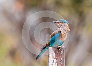 A Indian Roller sitting in style
