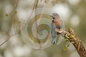 Indian roller sitting on a tree with the nice soft background