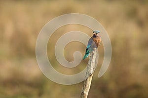 Indian roller sitting on a tree with the nice soft background