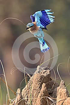 Indian roller sitting on a tree with the nice soft background