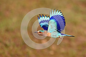 Indian roller sitting on a tree with the nice soft background