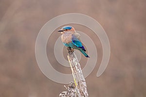 Indian roller staring at the visitors during jungle safari at the at Bandhavgarh National Park