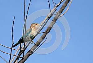 Indian Roller on a tree