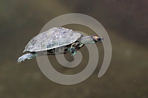 Indian roofed turtle photo
