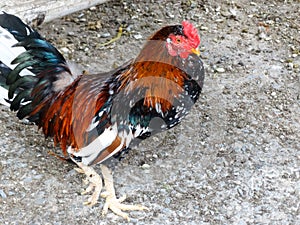 Indian rooster in a rural area, in Esmeraldas.