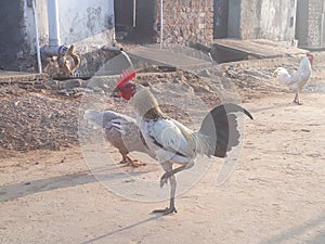 Indian rooster standings  on village street