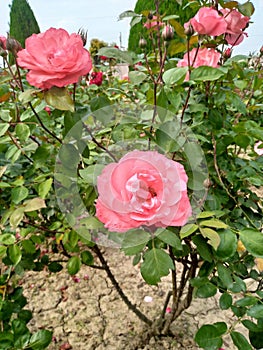 Indian Rose Beautiful Image