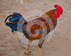 Indian Roster Cock On Ground.