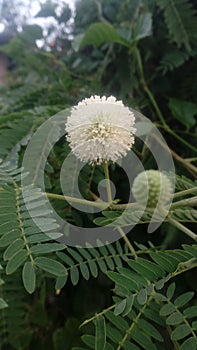 Indian rounding flower