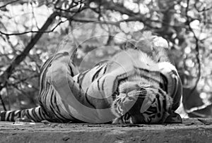 Indian Royal Bengal Tiger Resting in the Shade