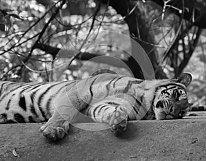 Indian Royal Bengal Tiger  Sleeping in the Shade photo