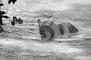 Indian Royal Bengal Tiger Swimming the River