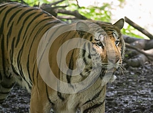 Indian Royal Bengal Tiger watching for the prey