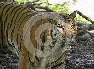 Indian Royal Bengal Tiger watching for the prey photo