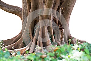 Indian rubber bush Ficus elastica trunk and roots