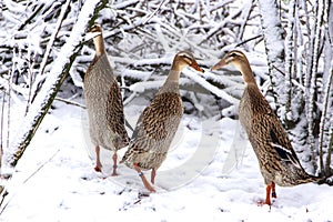 Indian Runner domestick ducks