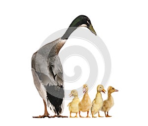 Indian Runner Duck and ducklings quacking