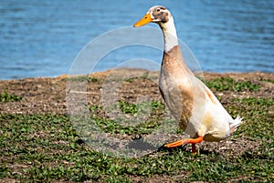 Indian Runner Duck walking on grass near Garden Lake.