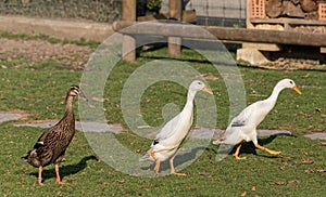 Indian runner ducks