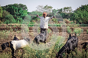 Indian rural men herding flock of sheep