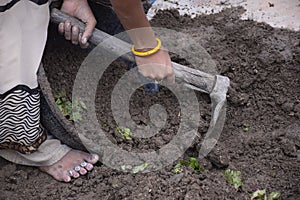 An indian rural woman is digging wet soil with hoe