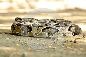 Indian Russell`s viper snake wild wallpaper