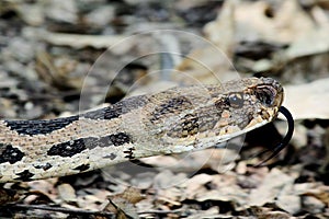 Indian Russell`s viper snake wild wallpaper photo