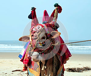 Indian sacred cow on the beach