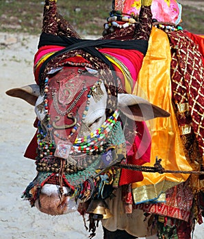 Indian sacred cow on the beach, GOA