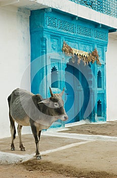 Indian sacred cow and blue gates