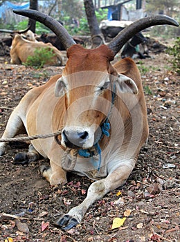 Indian sacred cow on the dump at outskirts of city, Goa