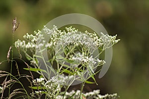 Indian Sage - Common Boneset Eupatorium perfoliatum - Wildflower - Morgan County Alabama USA-