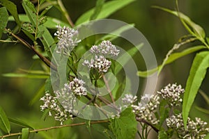 Indian Sage - Common Boneset Eupatorium perfoliatum - Wildflower - Morgan County Alabama USA-