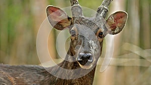 Borneo deer sambar deer photo