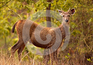 Indian sambar deer photo