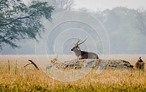 Indian Sambar Deer