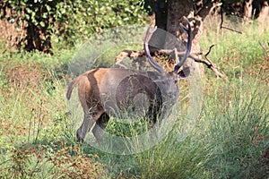 Indian Sambar deer biggest in deer family Bandhavgarh