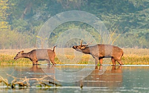 Indian Sambar Deer pair