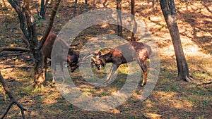 Indian sambar deers fighting in the nature habitat