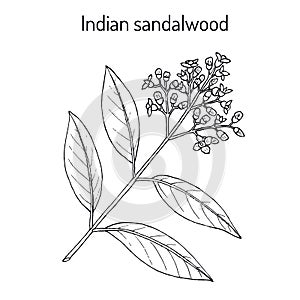Indian sandalwood Santalum album , medicinal plant