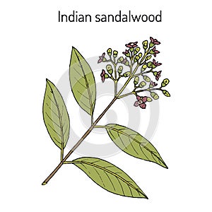 Indian sandalwood Santalum album , medicinal plant photo