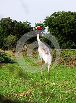 Indian sarus crane bird