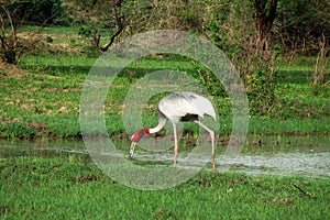 Indian sarus crane bird