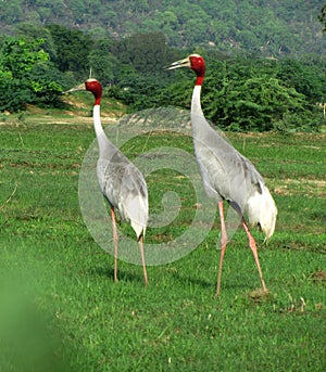 Indian sarus crane birds