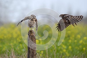 Indian scoops owl and shikra are ready to fight in wildlife in Pakistan