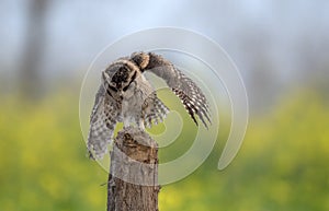 Indian scoops owl is sitting on the tree with full wing span