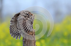 Indian scoops owl sitting on the tree with full wing span in green background